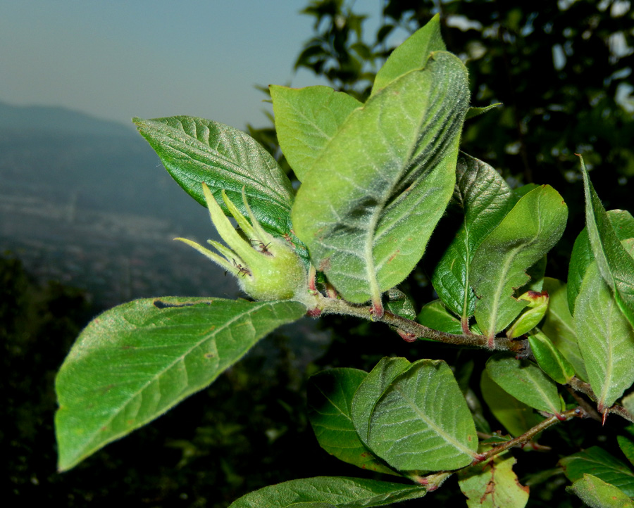 Image of Mespilus germanica specimen.