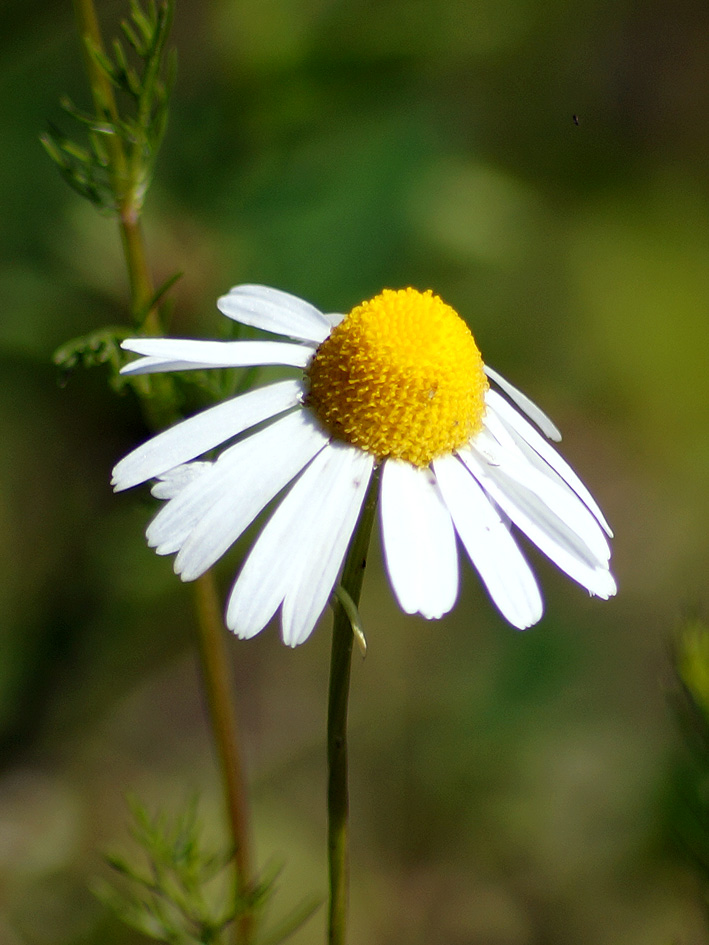 Изображение особи Tripleurospermum inodorum.