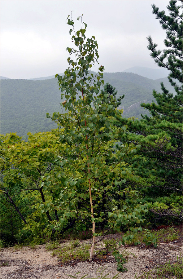 Изображение особи Betula platyphylla.