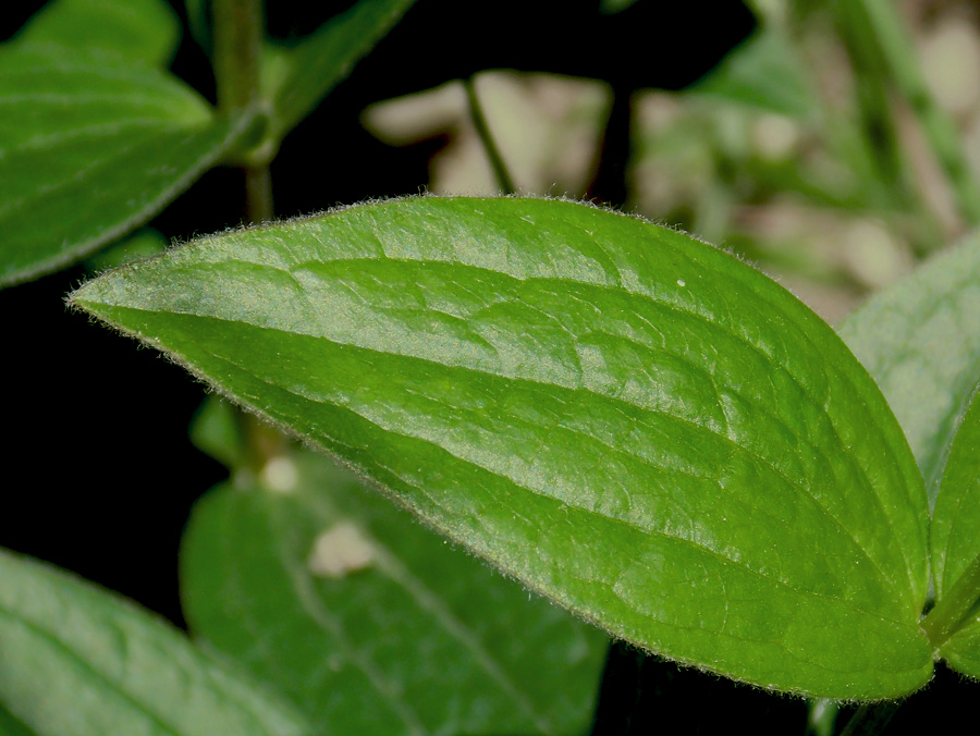 Изображение особи Clematis integrifolia.