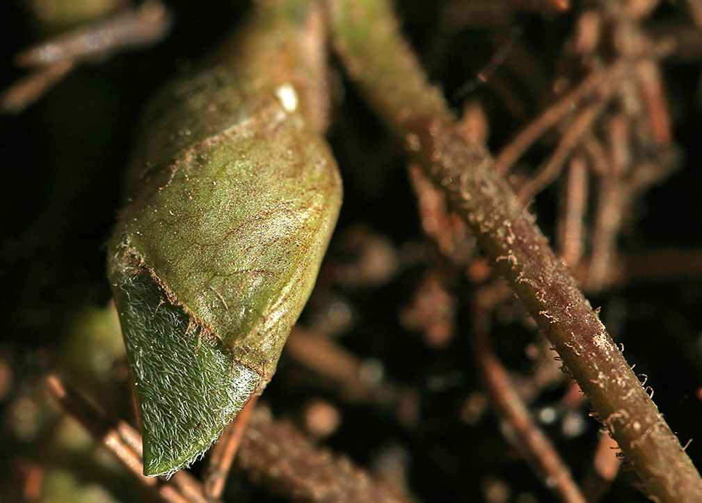 Image of Asarum europaeum specimen.