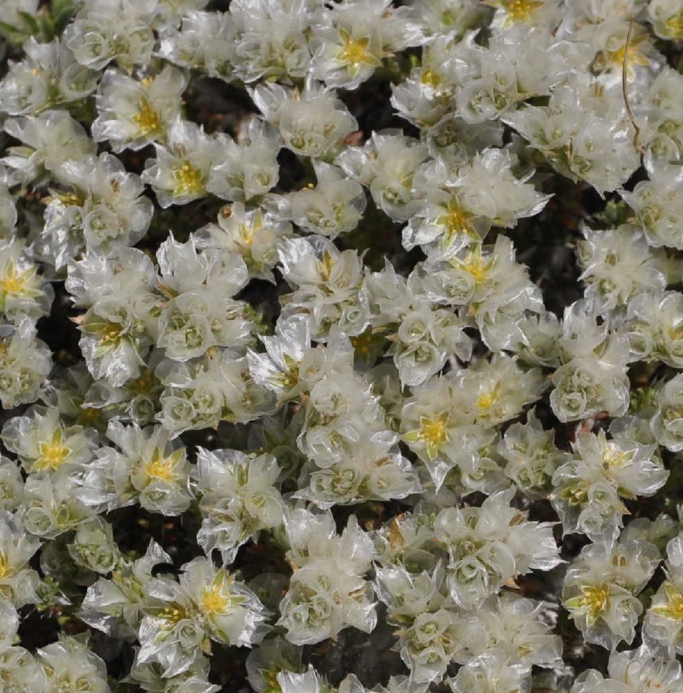 Image of Paronychia cephalotes specimen.