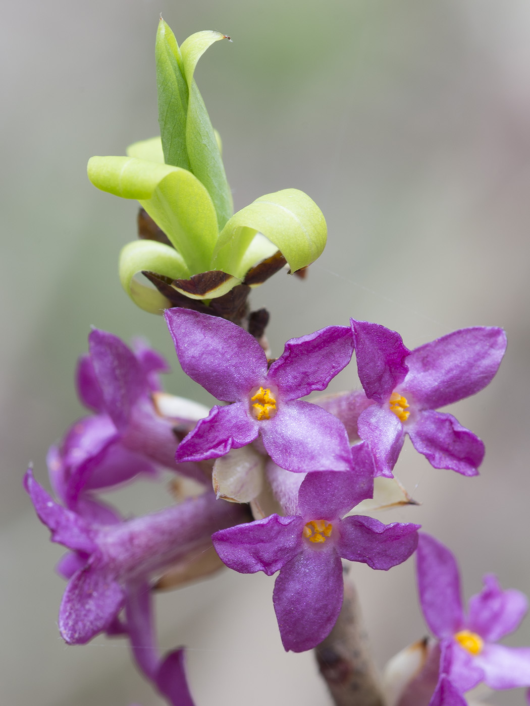 Изображение особи Daphne mezereum.