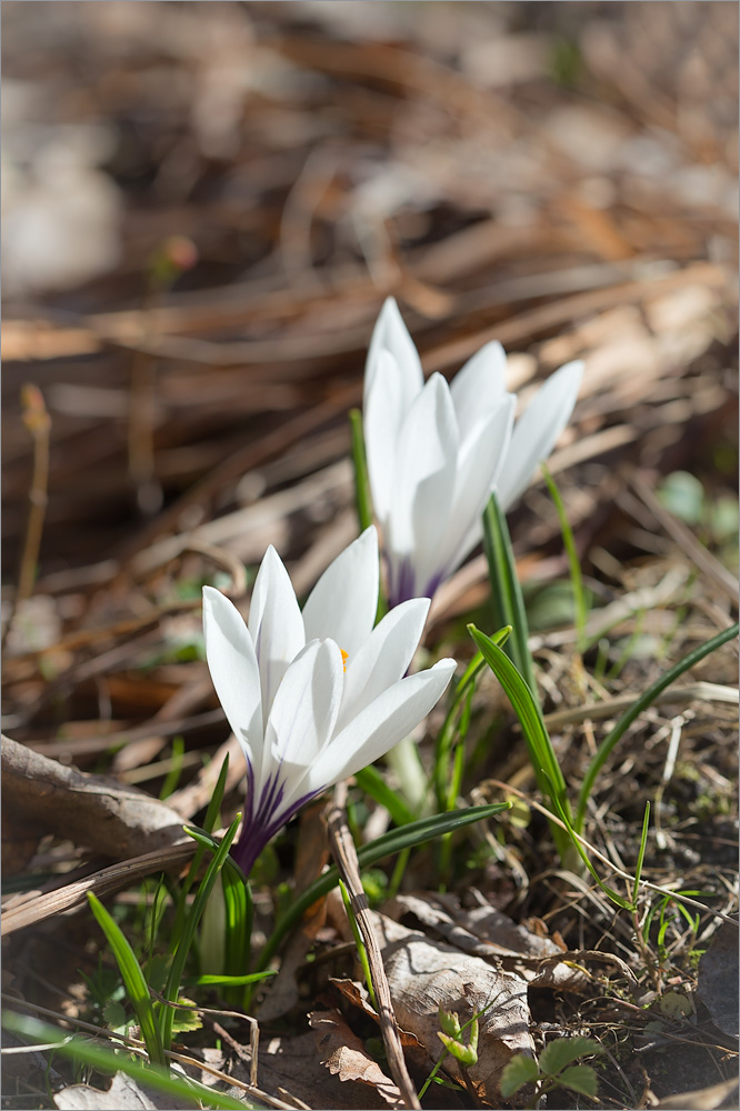 Image of Crocus vernus specimen.