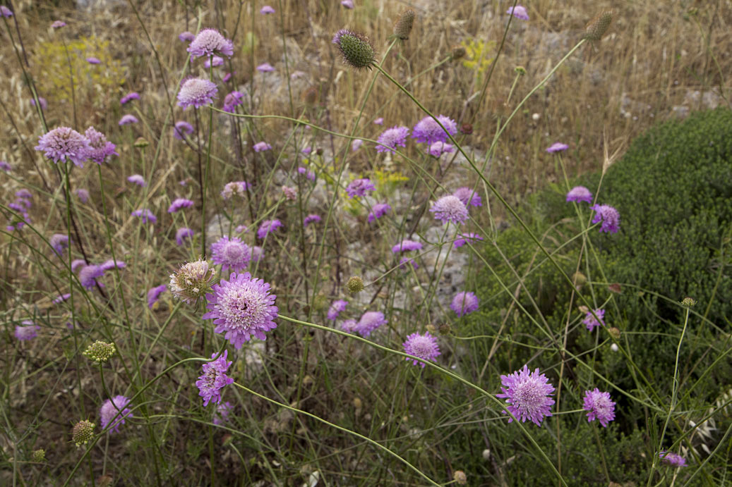 Изображение особи Sixalix atropurpurea.