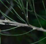 Hakea orthorrhyncha