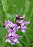 Vicia sepium