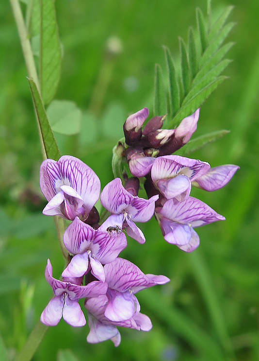 Image of Vicia sepium specimen.