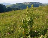 Смотреть изображение Veratrum lobelianum