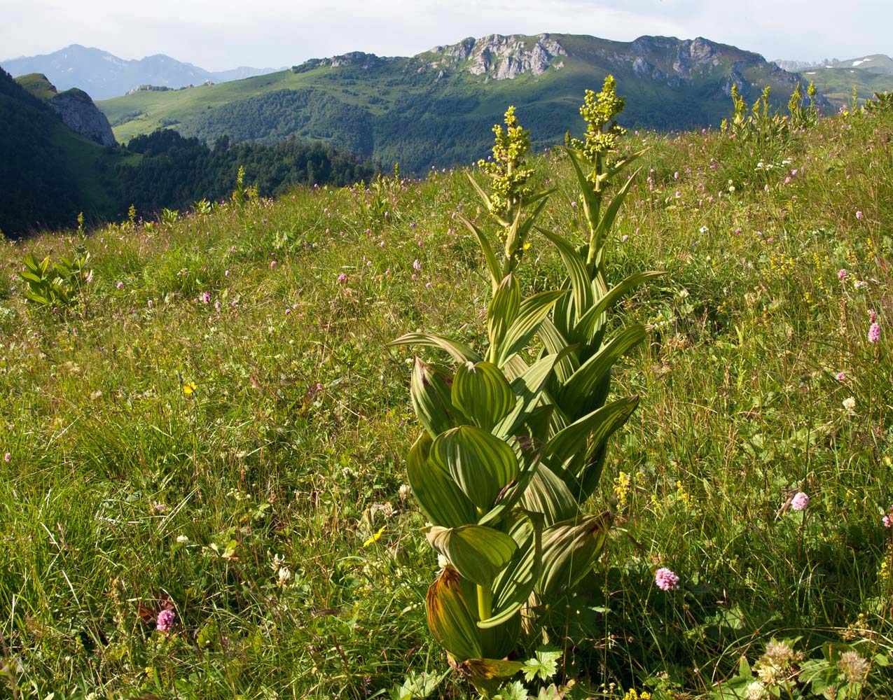 Изображение особи Veratrum lobelianum.