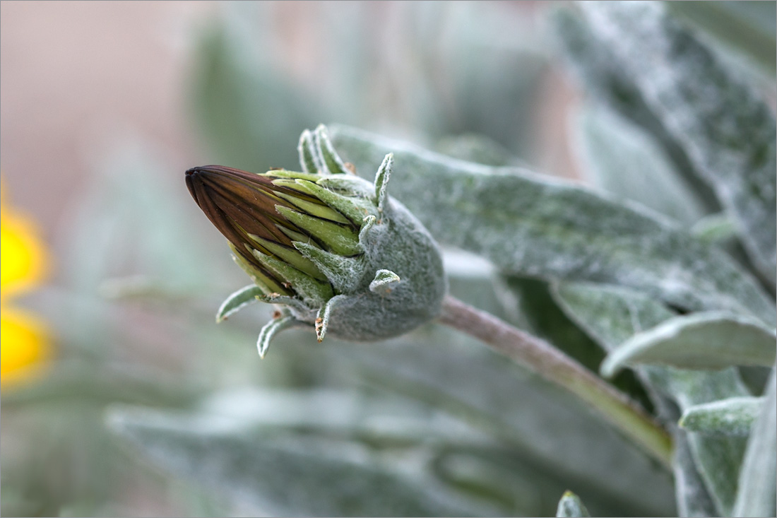 Image of Gazania rigens var. leucolaena specimen.
