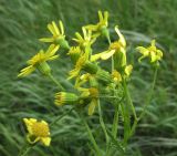 Senecio vernalis. Верхушка цветущего растения. Белгородская обл., Губкинский р-н, запов. «Белогорье», Ямская степь. 13 июня 2009 г.