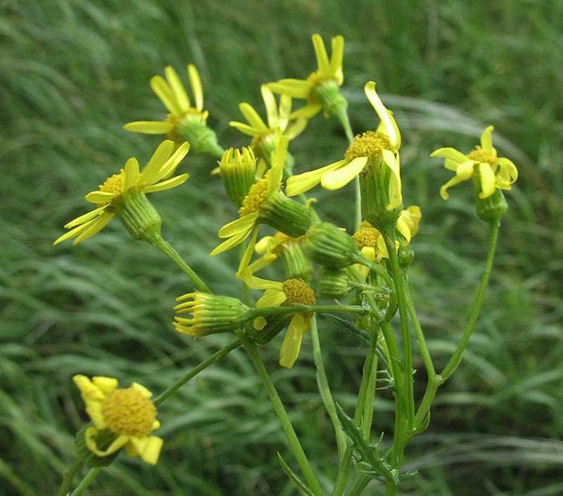 Image of Senecio vernalis specimen.