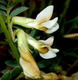 Vicia pannonica