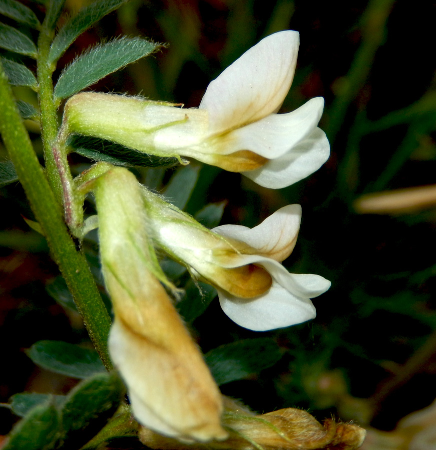 Изображение особи Vicia pannonica.