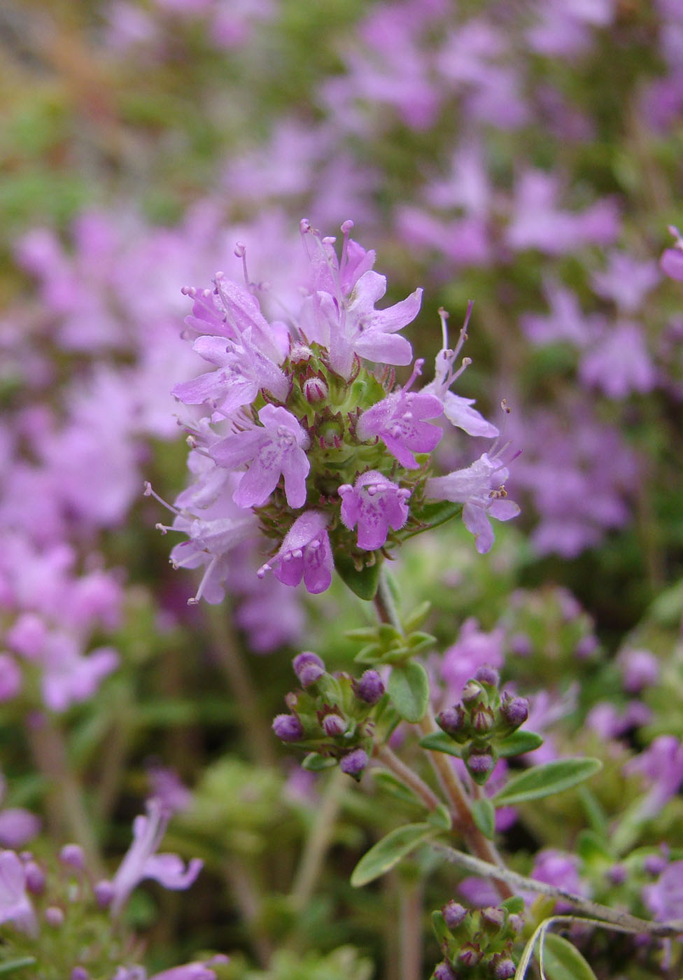 Изображение особи Thymus zheguliensis.