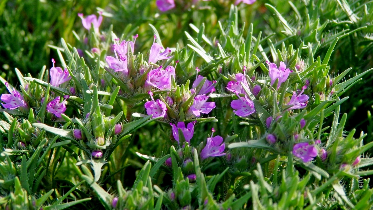 Image of Thymus helendzhicus specimen.