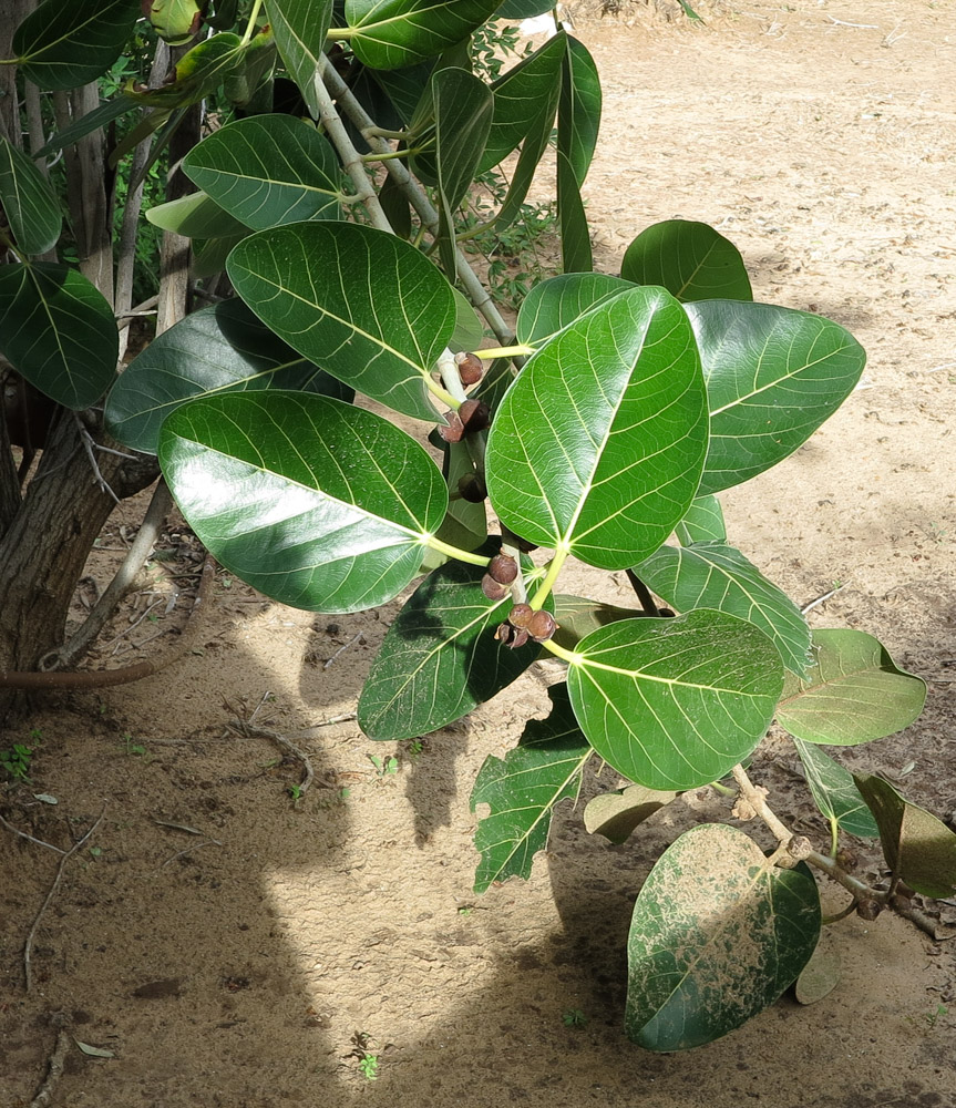 Изображение особи Ficus benghalensis.