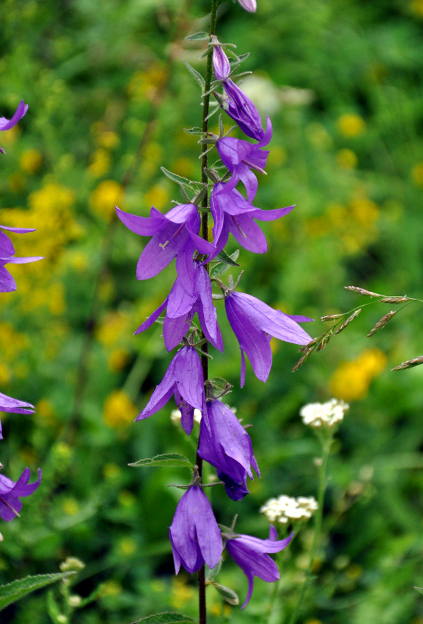 Изображение особи Campanula rapunculoides.