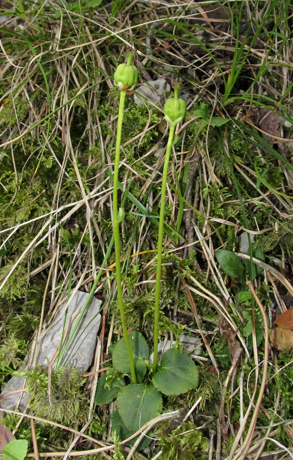 Image of Moneses uniflora specimen.