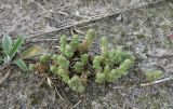 Sedum acre. Растение на песчаной полянке. Беларусь, г. Гомель, лесопарковая зона 17-й карьер. 07.08.2016.