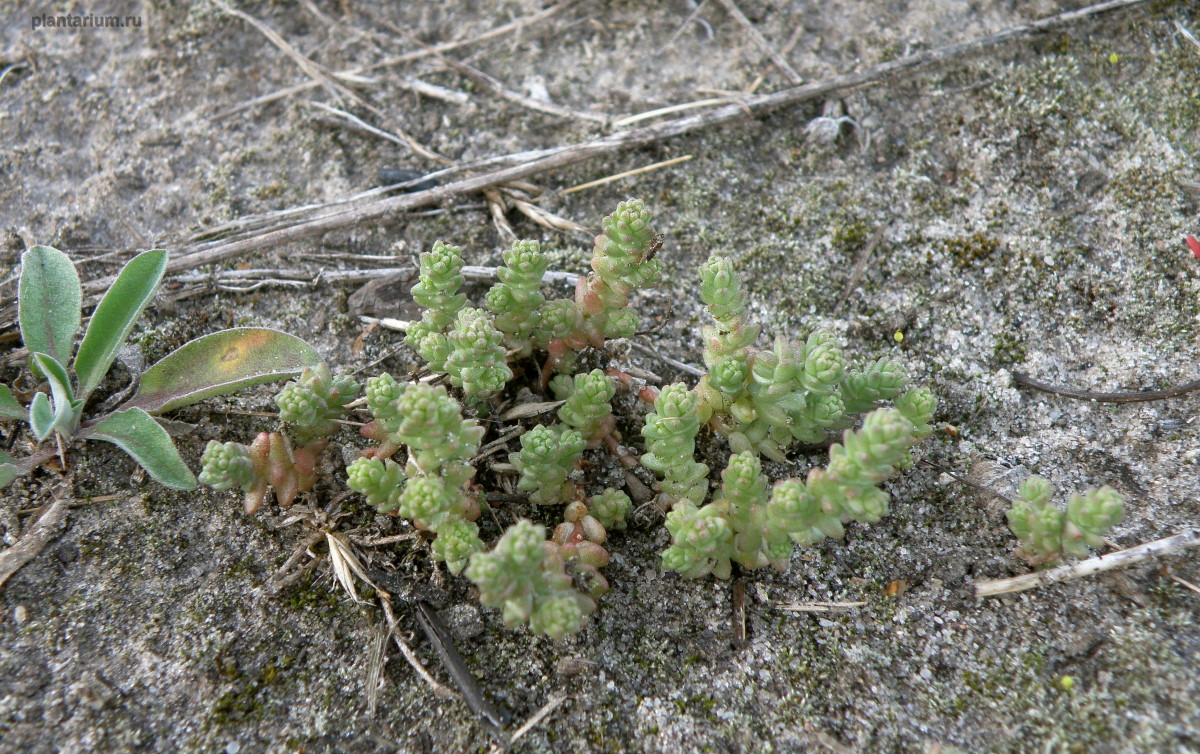 Image of Sedum acre specimen.