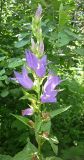 Campanula latifolia