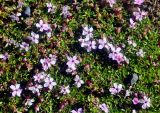 Silene acaulis. Побеги с цветками. Исландия, национальный парк Ватнайокюдль (южная часть), окр. ледника Скафтафельсйокюдль, каменистый склон. 04.08.2016.