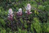 Castilleja pavlovii