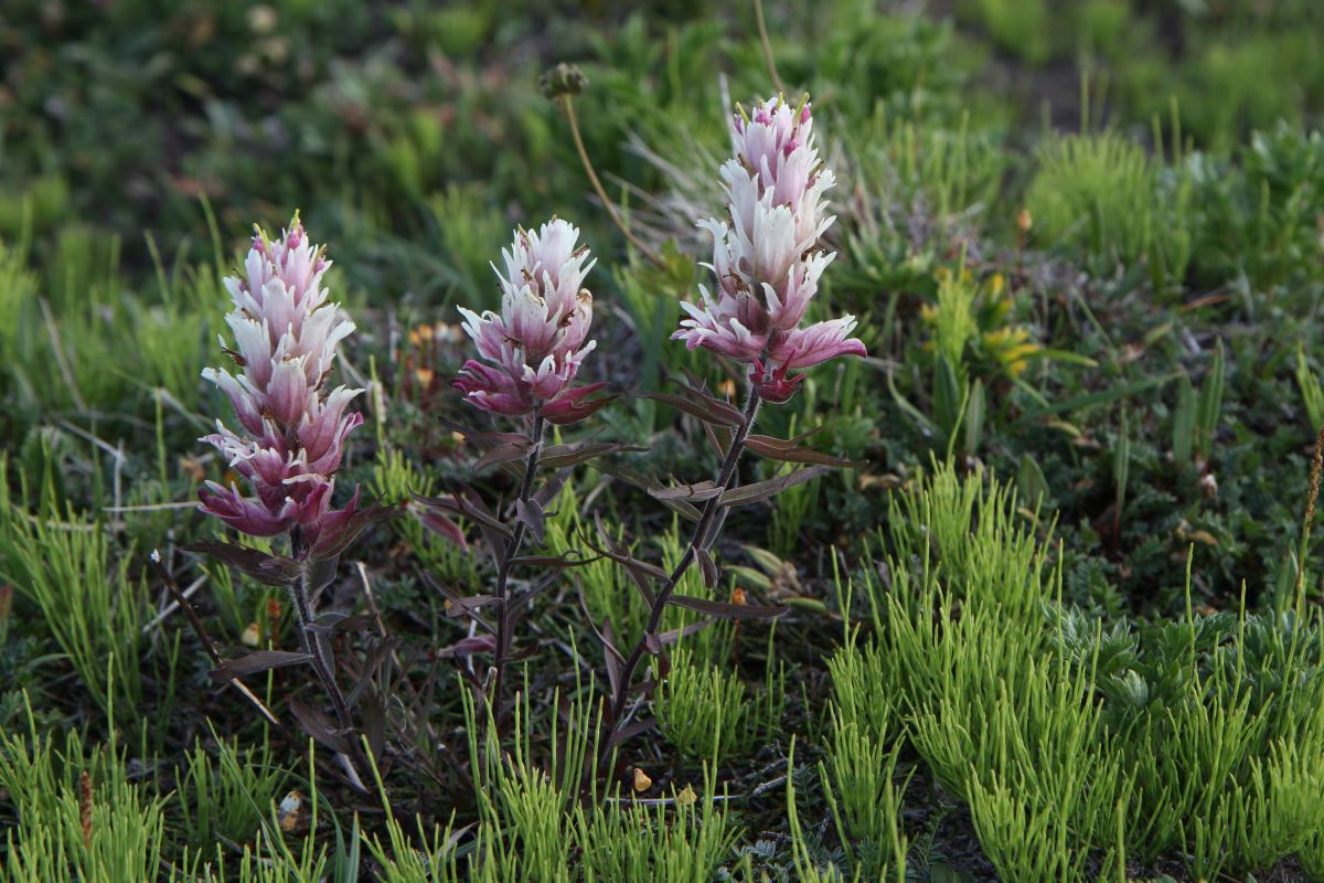 Изображение особи Castilleja pavlovii.