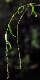 Persicaria foliosa