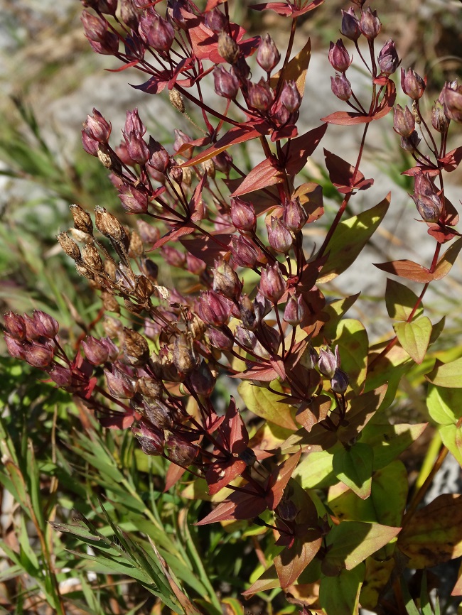 Image of Ophelia wilfordii specimen.