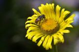 Image of taxon representative. Author is Богдан Крыжатюк