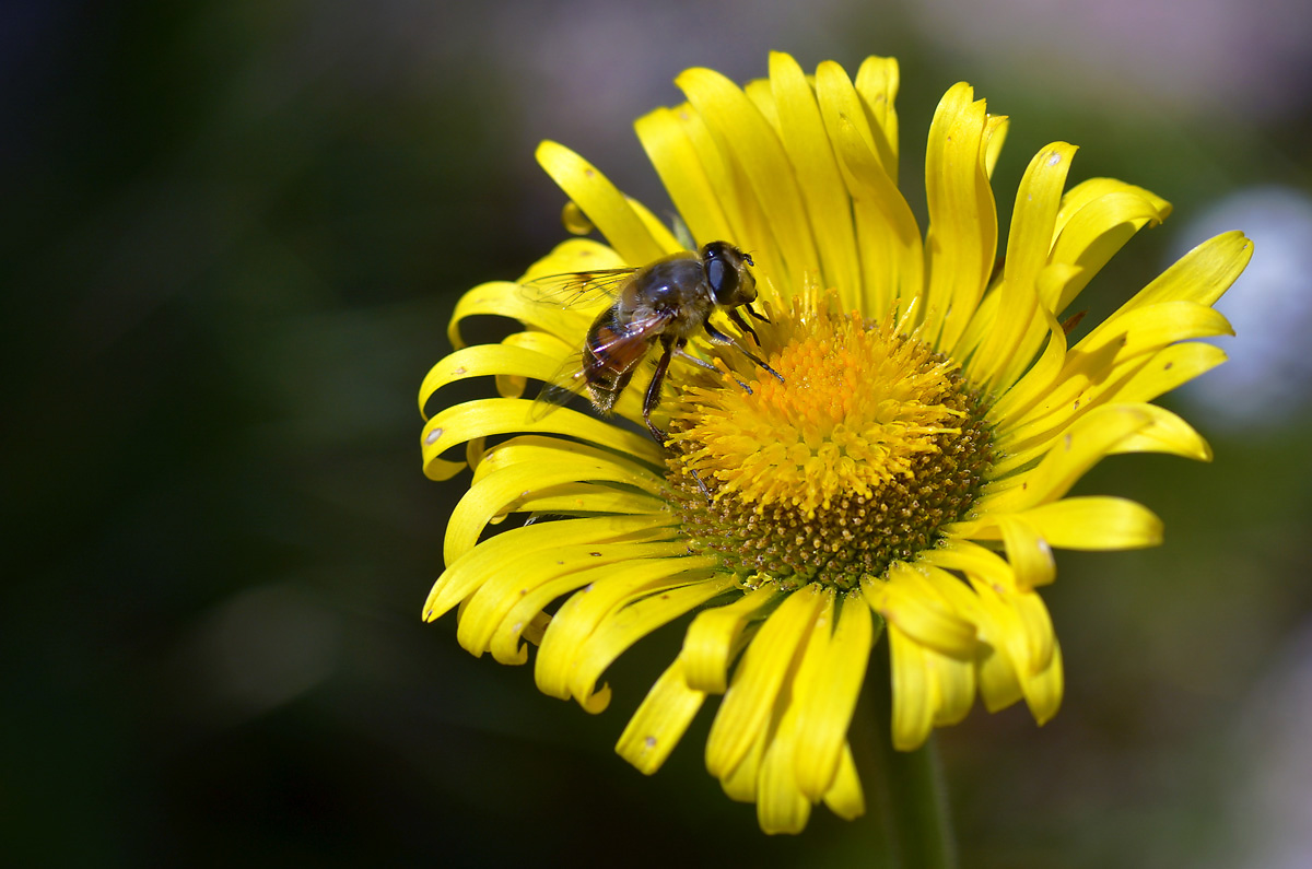 Изображение особи Doronicum turkestanicum.