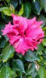 Hibiscus rosa-sinensis. Цветок и листья (махровая форма). Израиль, г. Бат-Ям, в культуре. 24.02.2016.