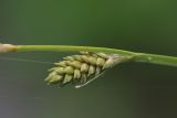 Carex brunnescens