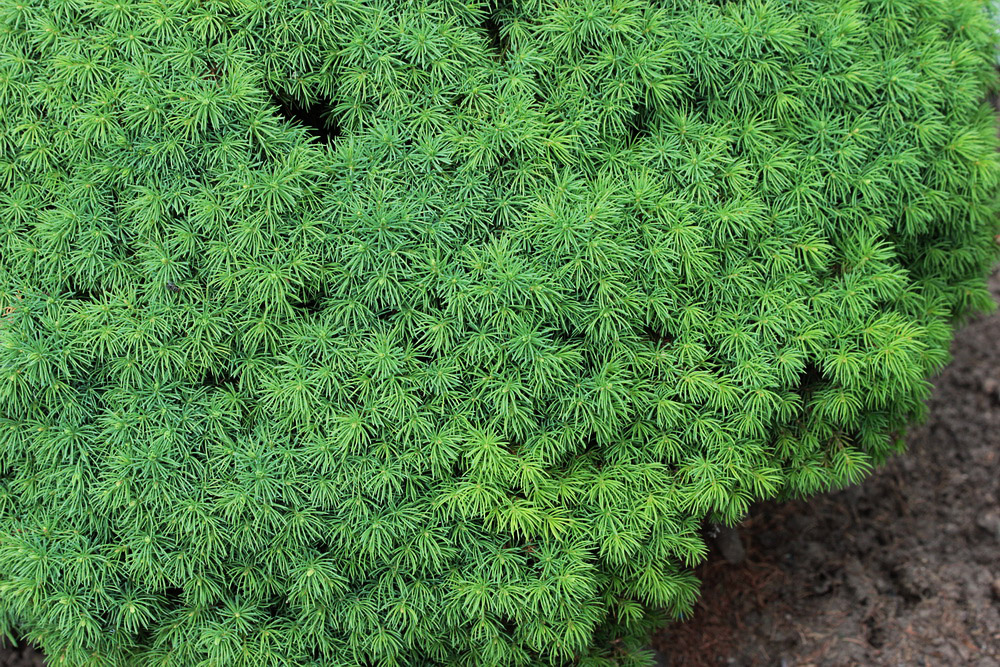 Изображение особи Picea glauca.