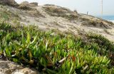 genus Carpobrotus. Вегетирующие растения на песчаном склоне к городскому пляжу. Израиль, г. Бат-Ям. 04.12.2016.