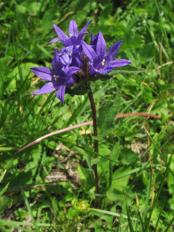 Image of Campanula elliptica specimen.