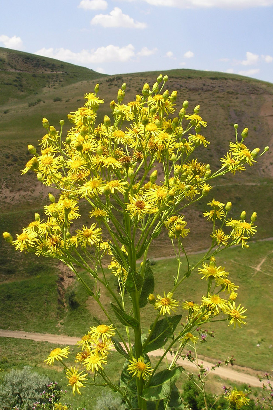 Изображение особи Inula macrophylla.