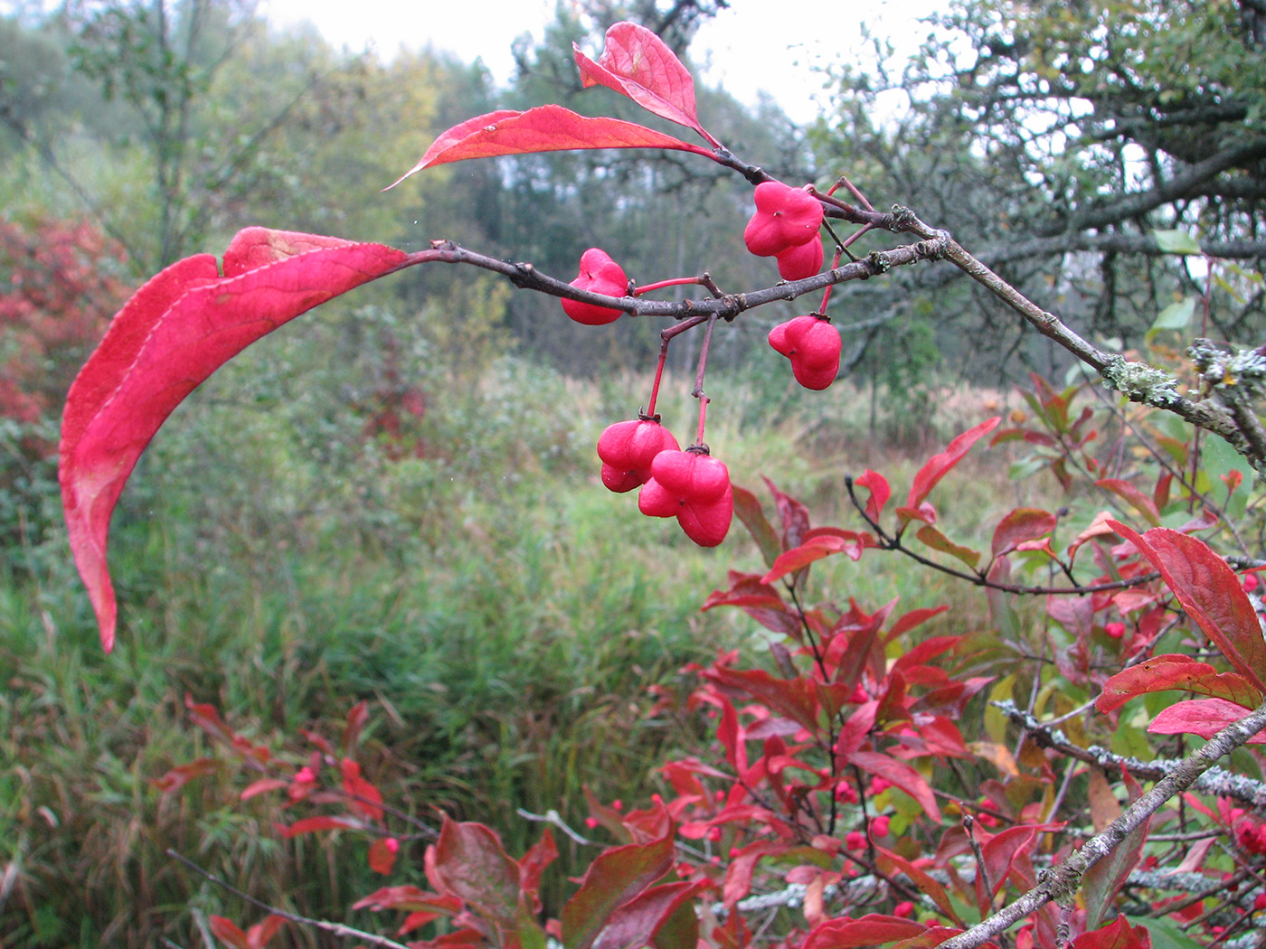Image of Euonymus europaeus specimen.