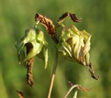 Campanula punctata