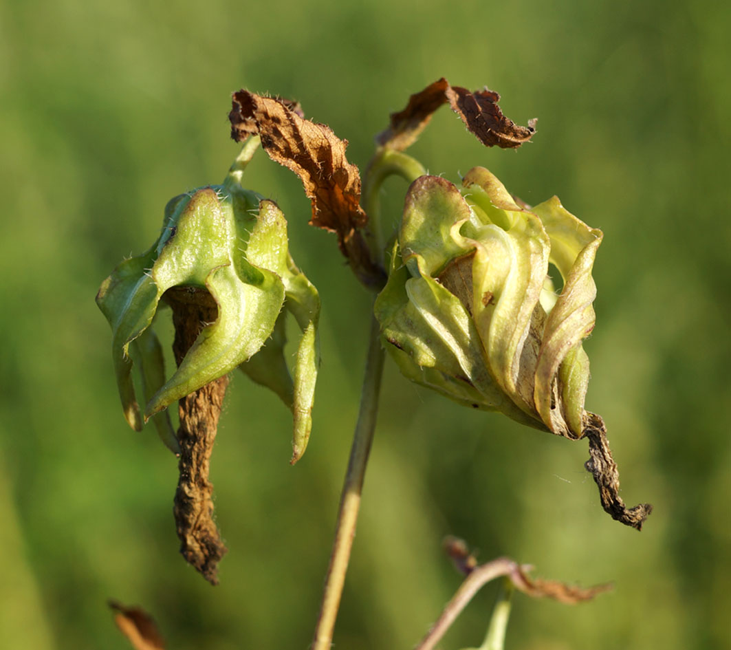 Изображение особи Campanula punctata.