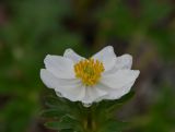 Anemonastrum sibiricum