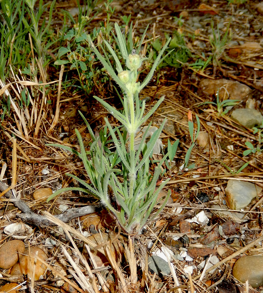 Image of Plantago arenaria specimen.