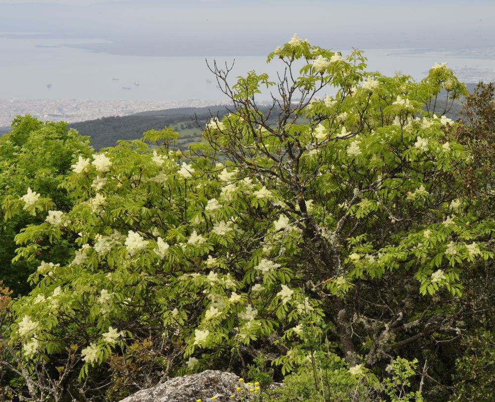 Изображение особи Fraxinus ornus.