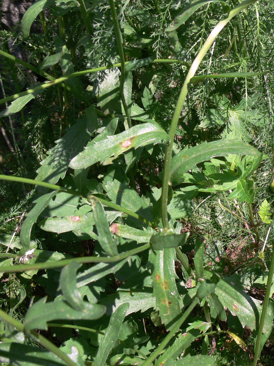 Image of Leucanthemum vulgare specimen.