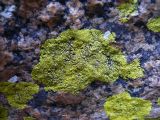 genus Pleopsidium