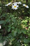 Pyrethrum corymbosum