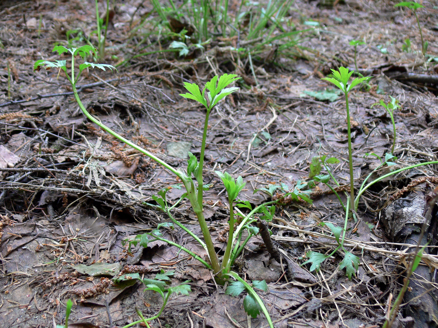 Image of Ranunculus repens specimen.